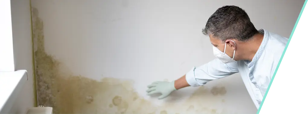 professional inspecting wall mold.